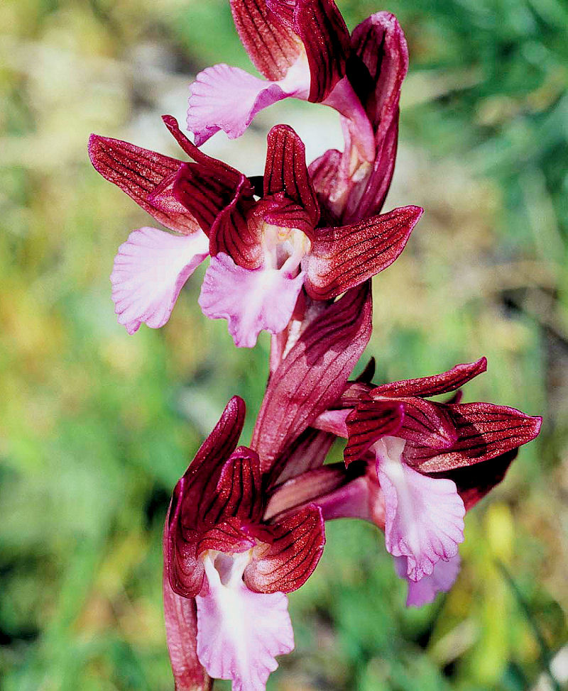 Orchidea farfalla